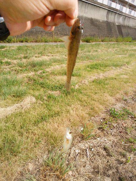 明石川河口で8目釣り