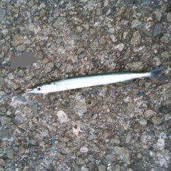 大蔵海岸でえんぴつサヨリ