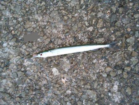 大蔵海岸でえんぴつサヨリ