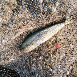 沼島でシイラのトップゲーム