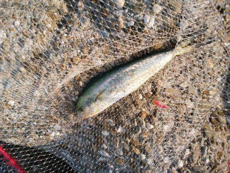 沼島でシイラのトップゲーム