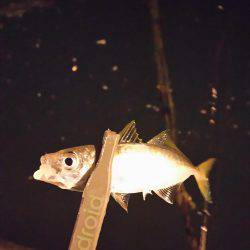 小島からの雑が崎