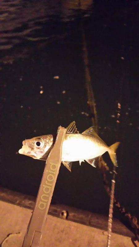 小島からの雑が崎