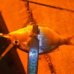 台風のあとアジング