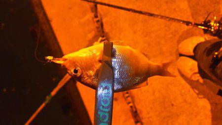 台風のあとアジング