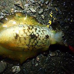 明石川河口サーフでキス釣り