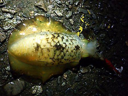 明石川河口サーフでキス釣り