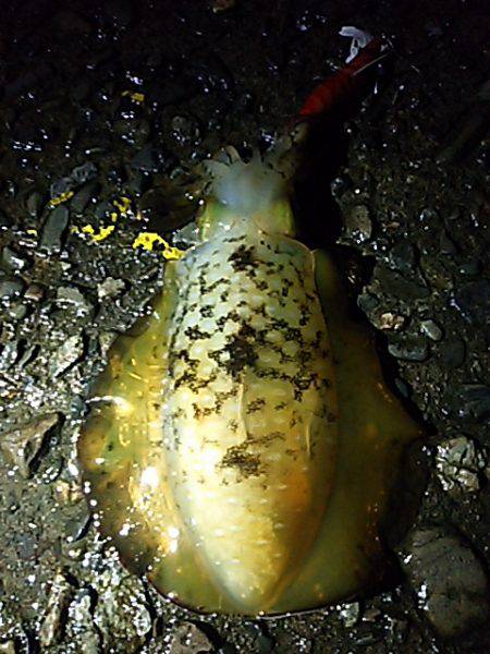 遠征１日目  九鬼＆須賀利編