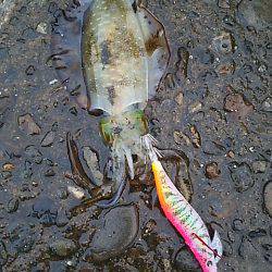 遠征２日目 須賀利編