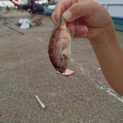 アジ・サバがよく釣れました（太刀魚は渋かった）