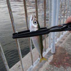 北公園サビキ継続的に釣れてます