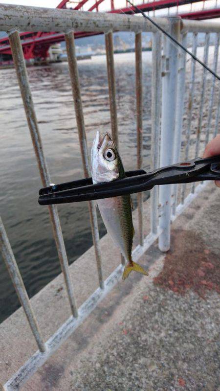 北公園サビキ継続的に釣れてます