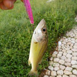 明石川のライトゲームでメッキ