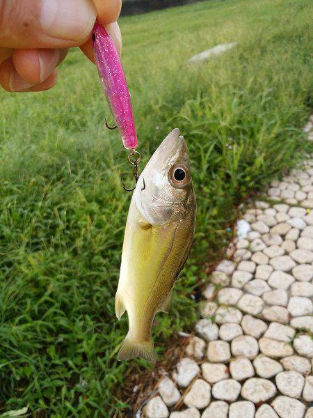 明石川のライトゲームでメッキ