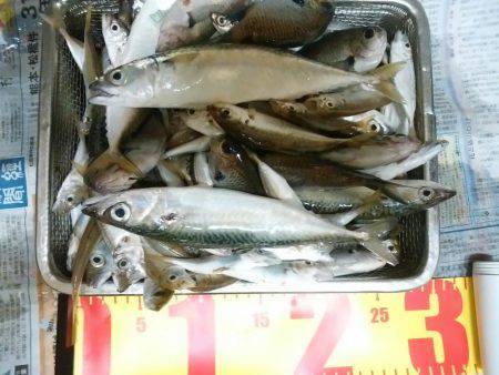 真鯛が居る気配するも