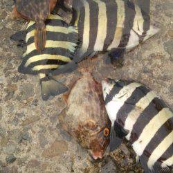 沼島カワハギ、サンバソウ