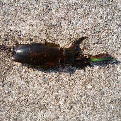 大蔵海岸でえんぴつサヨリ&アオリイカの新子