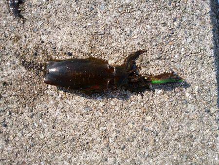 大蔵海岸でえんぴつサヨリ&アオリイカの新子