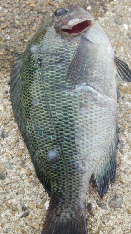 ゴンズイ爆釣 15品目達成