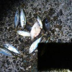 夜に涼しみにどうだろう？