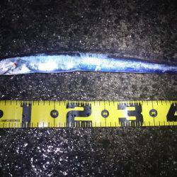 水軒でミニタチ