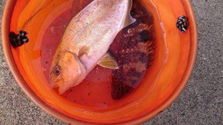 タイラバサビキでアカビラ(カンパチ)、アコウゲット！