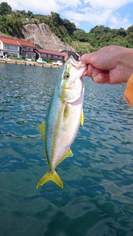 サビキで青物。今度はツバス！