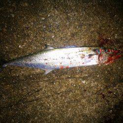 タチウオ&サゴシ