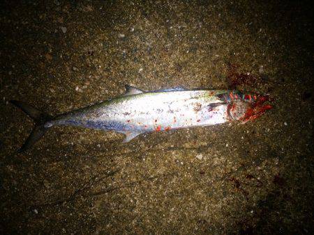 タチウオ&サゴシ