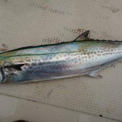 明石魚英初乗船