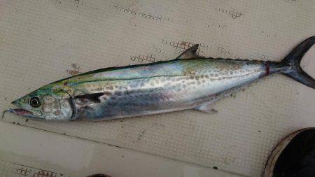 明石魚英初乗船