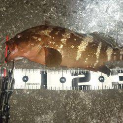 アコウ～(о´∀`о)ノ