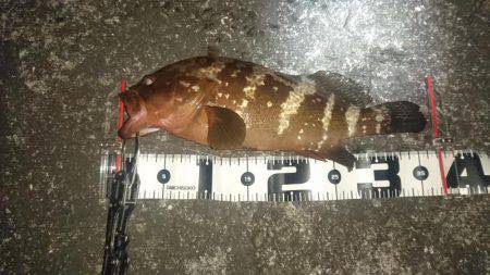 アコウ～(о´∀`о)ノ