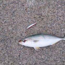 ショ―トバイト