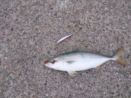 ショ―トバイト