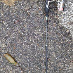 そこそこのアタリ…