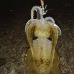 苦戦のアオリイカ