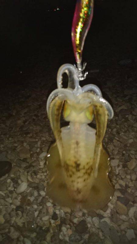 苦戦のアオリイカ