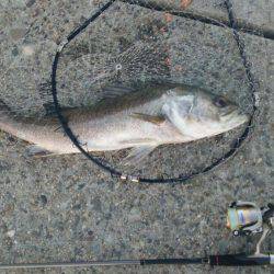 かもめ大橋釣果