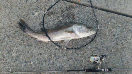 かもめ大橋釣果