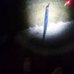 タチウオうき釣り ~３時間釣行~