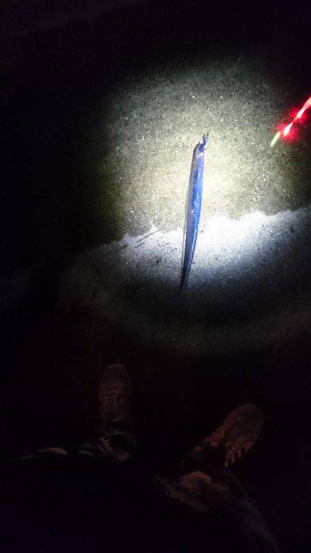 タチウオうき釣り ~３時間釣行~