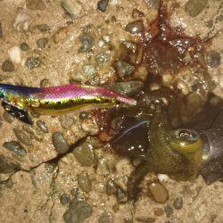 スクスク成長中！