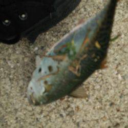 ゲリラ豪雨直撃