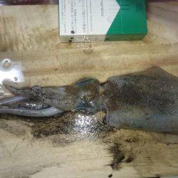 エギングオンリー