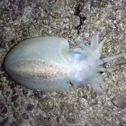 ひとヒトひと…