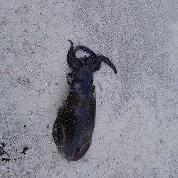 貝塚でアオリイカ新子