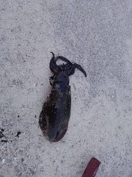 貝塚でアオリイカ新子