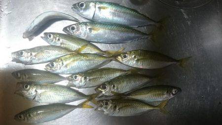 アジ釣り