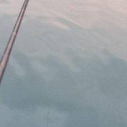 台風後のアジ釣り